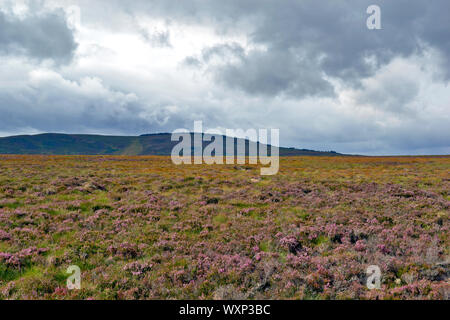 DAVA WAY À PIED OU TRAIL À DAVA Grantown on Spey MORAY ECOSSE du soleil sur la promenade le long de la bruyère POURPRE Banque D'Images