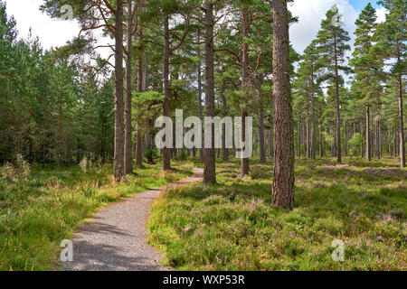 DAVA WAY À PIED OU TRAIL À DAVA Grantown on Spey MORAY ECOSSE Le sentier serpente à travers les arbres de pin sylvestre ET HEATHER PRÈS DE GRANTOWN Banque D'Images