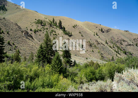 Salmon Challis Nationnal Forest, dans l'Idaho, le long de la Goldbug (Elk Bend) Hot Springs trail Banque D'Images