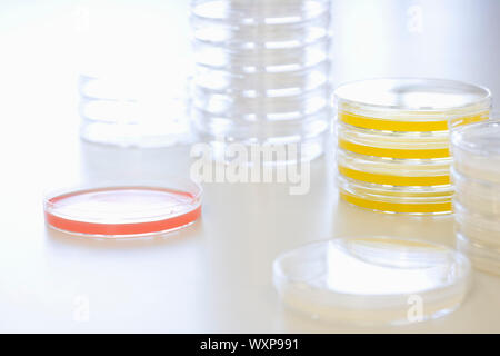 Petri rouge et jaune sur le tableau in laboratory Banque D'Images