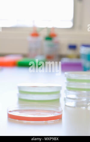 Petri rouge avec d'autres sur le tableau in laboratory Banque D'Images