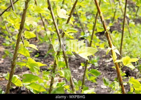 Bean Yardlong farm Banque D'Images