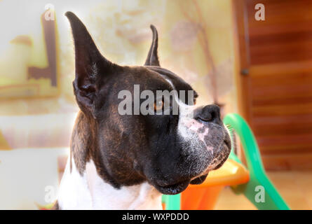 Une forte à chien boxer américain avec l'otectomie Banque D'Images