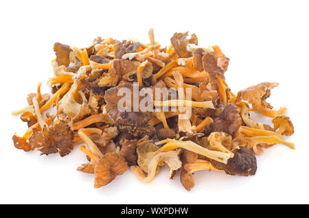 Golden chanterelles in front of white background Banque D'Images