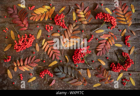 Automne fond naturel comme wallpapper. Rowan motif de feuilles et baies colorées disposées sur l'écorce des arbres naturels. Haut de la vue, télévision lay. Banque D'Images