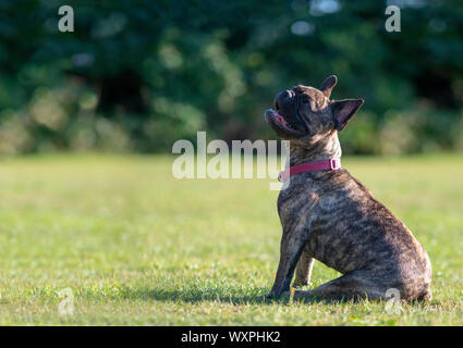 Adorable bringé bouledogue français assis docilement, Green Park fond , copie de superposition de texte Banque D'Images