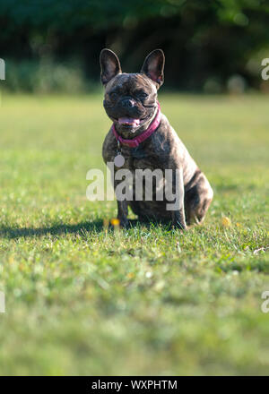 Bringé bouledogue français assis docilement à la caméra à Green Park , fond , copie de superposition de texte Banque D'Images