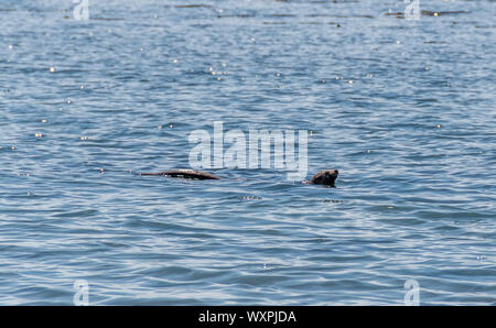 La loutre de mer dans l'océan, British Columbia, Canada Banque D'Images