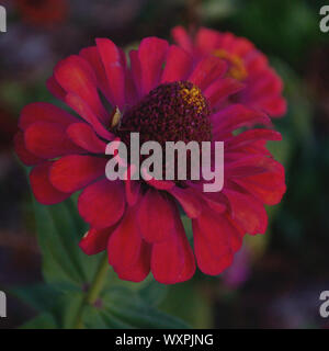 Zinnia péruvienne red flower, Close up, Zinnia peruviana Banque D'Images