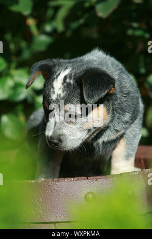 Amazing chiot de chien de bétail australien siégeant seul Banque D'Images