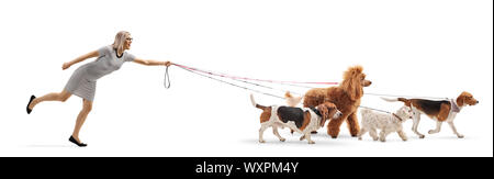 Profil de pleine longueur de balle une femelle walker tirés par des chiens en laisse isolé sur fond blanc Banque D'Images