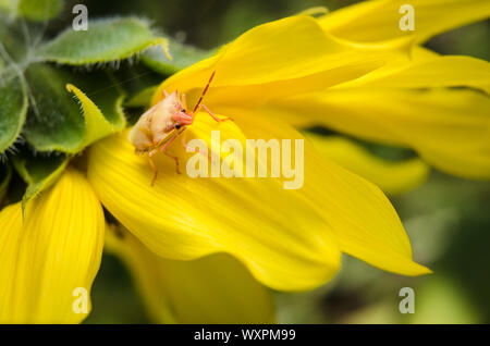 Oebalus pugnax, Helianthus, macro d'un bouclier bug sur un tournesol Banque D'Images