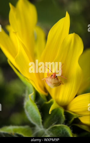 Oebalus pugnax, Helianthus, macro d'un bouclier bug sur un tournesol Banque D'Images