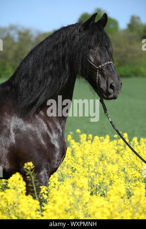 Cheval frison noir magnifique champ de colza en permanent Banque D'Images