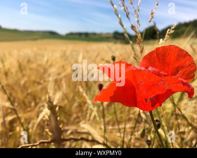 Fleur de pavot en fleur sur un blé, orge seigle / Champ dans le paysage de l'Eifel, en Allemagne dans le magnifique soleil d'été Banque D'Images