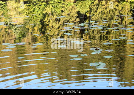 Les nénuphars flottent sur les réflexions de la forêt dans les eaux agitées du lac, région du Piémont, Italie Banque D'Images