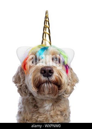 Head shot of sweet jeune femelle adulte Labradoodle soyeux unicorn hat, à porter avec les yeux bruns. Isolé sur fond blanc. La bouche fermée. Banque D'Images