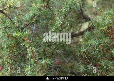 Photo macro d'un genévrier (Juniperus communis) Petits fruits encore verts avec la direction générale Banque D'Images