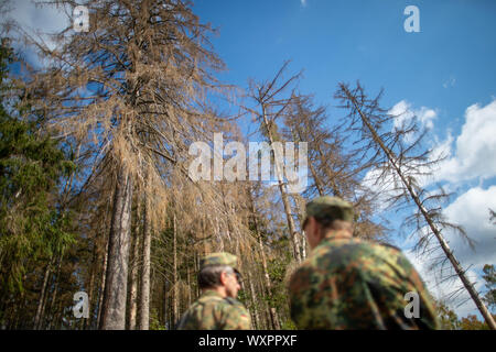 17 septembre 2019, la Saxe-Anhalt, Straßberg : Les soldats du bataillon logistique de 171 de Burg et 172 du bataillon logistique de Beelitz se tenir en face des arbres morts. Les soldats sont les premiers enquêteurs des forces armées allemandes à se renseigner sur leur prochain déploiement de la région et de la forêt privée. Les Forces armées allemandes à être déployées contre le bostryche peste dans les montagnes du Harz Photo : Klaus-Dietmar Gabbert/dpa-Zentralbild/ZB Banque D'Images