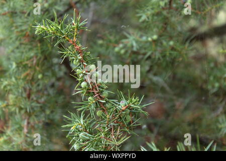 Photo macro d'un genévrier (Juniperus communis) Petits fruits encore verts avec la direction générale Banque D'Images