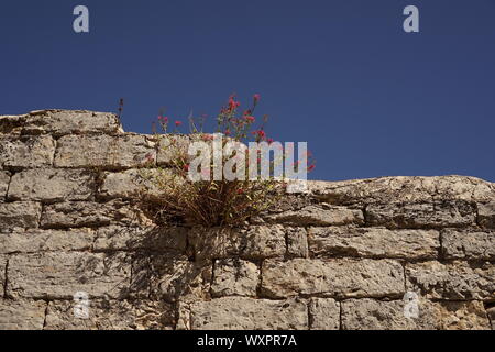 Une fleur rose plante poussant sur un mur de pierre avec ciel bleu Banque D'Images