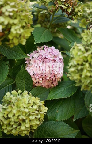 Grande fleur rose Hortensia entre les feuilles et les capitules blanc Banque D'Images