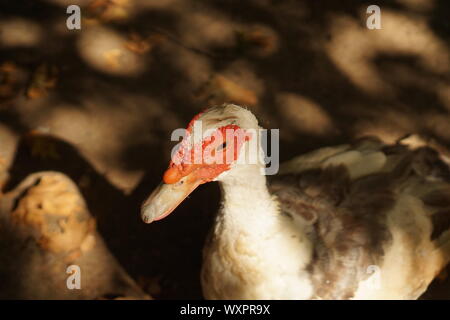 Un canard gris blanc rouge avec un visage laid Banque D'Images