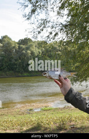 Poisson séché salé dans les mains d'une femme. Séché, poisson séché, taranka ou Roach. Girl détient les poissons dans une veste de style militaire. La pêche. L'été. Vous détendre wit Banque D'Images