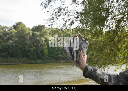 Poisson séché salé dans les mains d'une femme. Séché, poisson séché, taranka ou Roach. Girl détient les poissons dans une veste de style militaire. La pêche. L'été. Vous détendre wit Banque D'Images