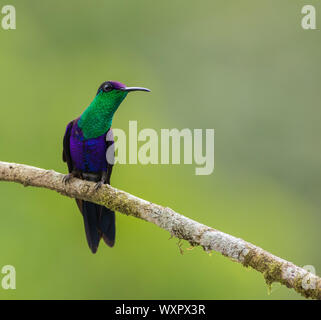 Woodnymph couronné. (Thalurania colombica). Panama Banque D'Images