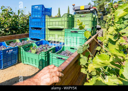Un tracteur avec une remorque charge les boîtes remplies de raisins noirs de prendre à la winery pour la production de vin pendant la récolte Banque D'Images