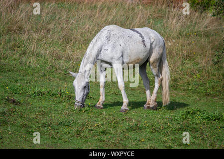 Cheval blanc dans un enclos de pâturage Banque D'Images