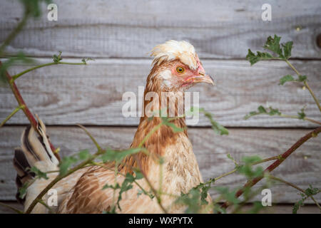 Une couleur blé, le cormoran Sulmtaler poule poulet - une race de poulet de l'Autriche Banque D'Images