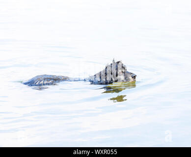 Chien dans l'eau. Banque D'Images