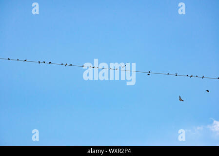 Troupeau d'oiseaux ensemble sur le fil électrique du nord, Macédoine Banque D'Images