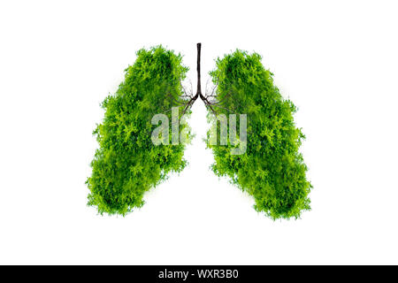 L'arbre vert en forme de poumon-images, des concepts médicaux, l'autopsie, affichage 3D et les animaux comme un élément Banque D'Images