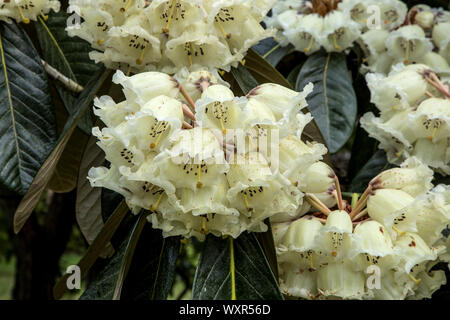 Fleurs de Rhododendron poussant sur un grand arbre rhododendron Banque D'Images