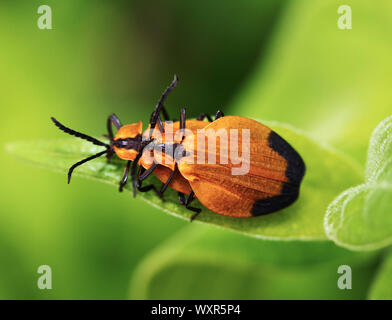 Les antennes dentelées et élargie de l'élytre Hook-winged Net-winged Beetle de les rendre faciles à identifier les coléoptères. Le aposomatic distinctes couleurs sont Banque D'Images