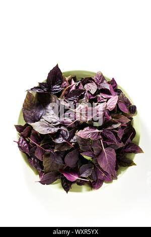 Feuilles de basilic pourpre et vert sur un fond blanc. Banque D'Images