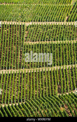 Vue graphique du vignoble, Vergisson, Bourgogne, Saône-et-Loire, région Bourgogne-Franche-Comté, France Banque D'Images