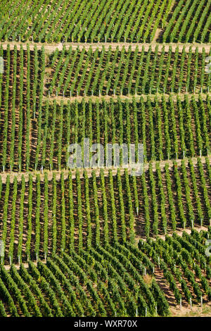 Vue graphique du vignoble, Vergisson, Bourgogne, Saône-et-Loire, région Bourgogne-Franche-Comté, France Banque D'Images