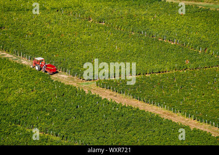 Vignobles fonctionne, Vergisson, Bourgogne, Saône-et-Loire, région Bourgogne-Franche-Comté, France Banque D'Images