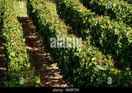 Vue graphique du vignoble, Vergisson, Bourgogne, Saône-et-Loire, région Bourgogne-Franche-Comté, France Banque D'Images