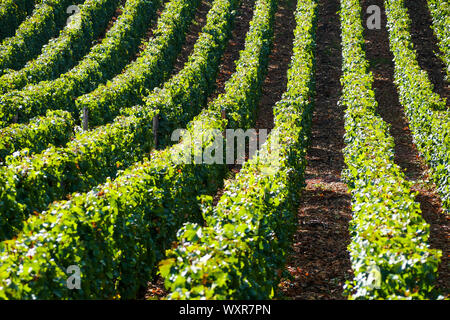 Vue graphique du vignoble, Vergisson, Bourgogne, Saône-et-Loire, région Bourgogne-Franche-Comté, France Banque D'Images