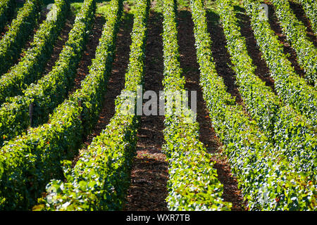 Vue graphique du vignoble, Vergisson, Bourgogne, Saône-et-Loire, région Bourgogne-Franche-Comté, France Banque D'Images