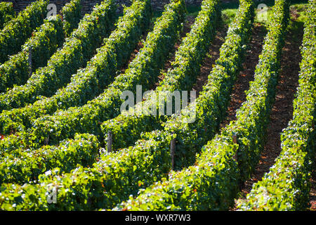 Vue graphique du vignoble, Vergisson, Bourgogne, Saône-et-Loire, région Bourgogne-Franche-Comté, France Banque D'Images