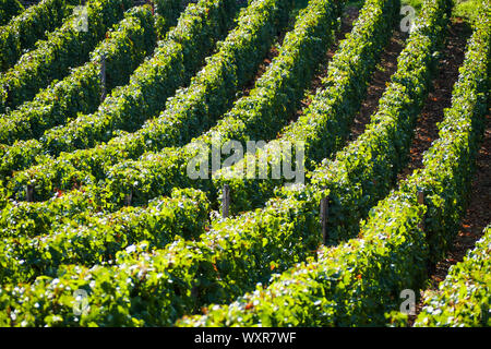 Vue graphique du vignoble, Vergisson, Bourgogne, Saône-et-Loire, région Bourgogne-Franche-Comté, France Banque D'Images