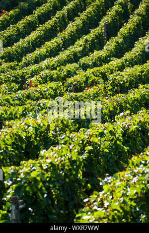 Vue graphique du vignoble, Vergisson, Bourgogne, Saône-et-Loire, région Bourgogne-Franche-Comté, France Banque D'Images