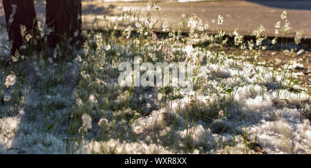 Pelouse verte couverte de laine peuplier sur un été ensoleillé le soir. Nature fond avec illusion de neige dans l'herbe. L'analyse du rétroéclairage. Banque D'Images