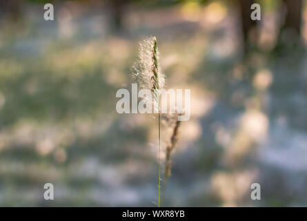 Le roseau de la panicule ou smallweed (Calamagrostis) recouvert de laine de bois sur un été ensoleillé le soir. Nature fond avec Calamagrostis libre. Banque D'Images